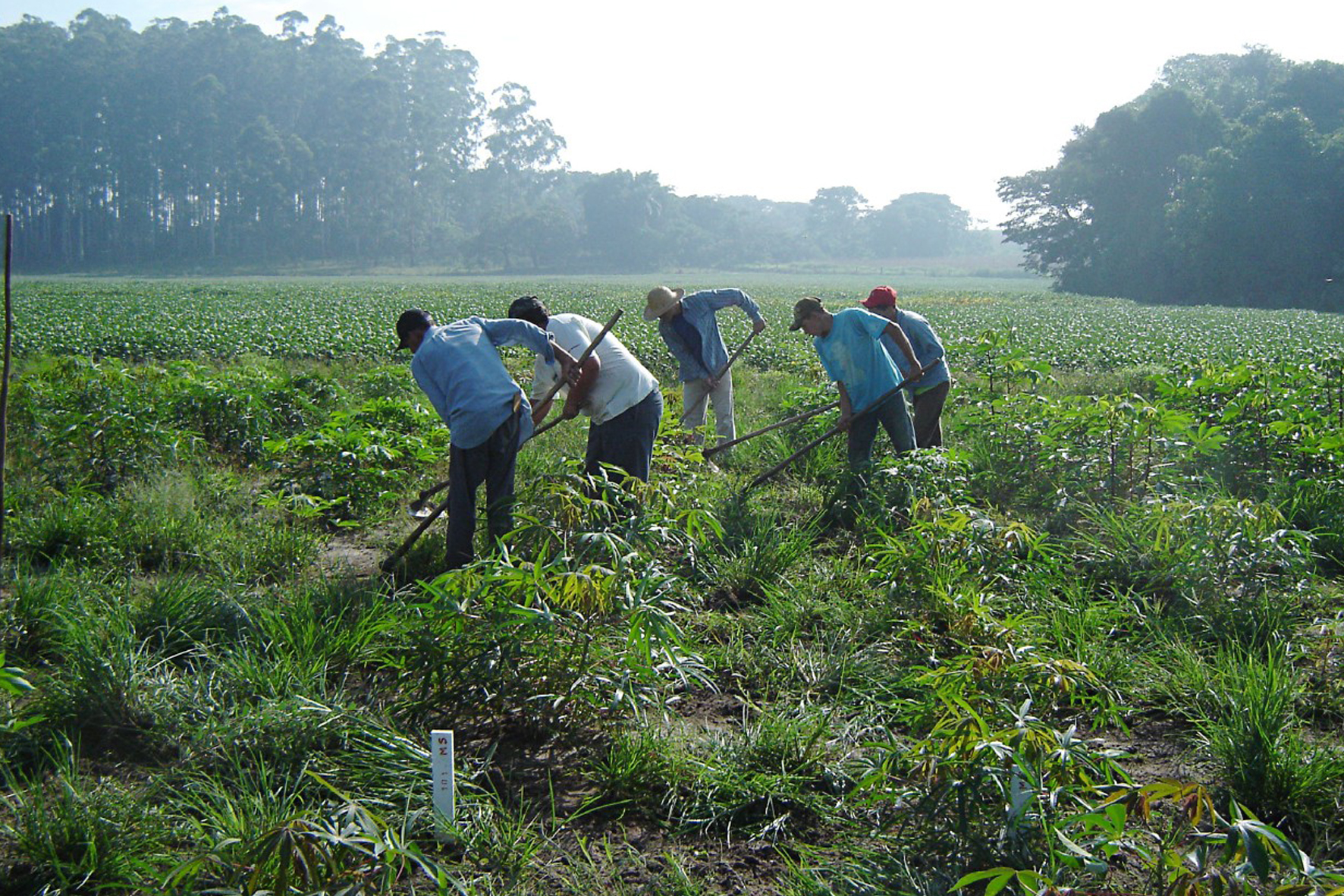 Dia do Trabalhador Rural: saiba a origem da data