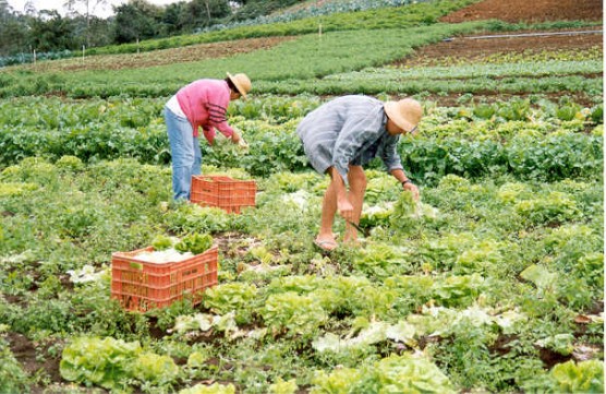 Agricultura Familiar recebe alto investimento do Governo Federal