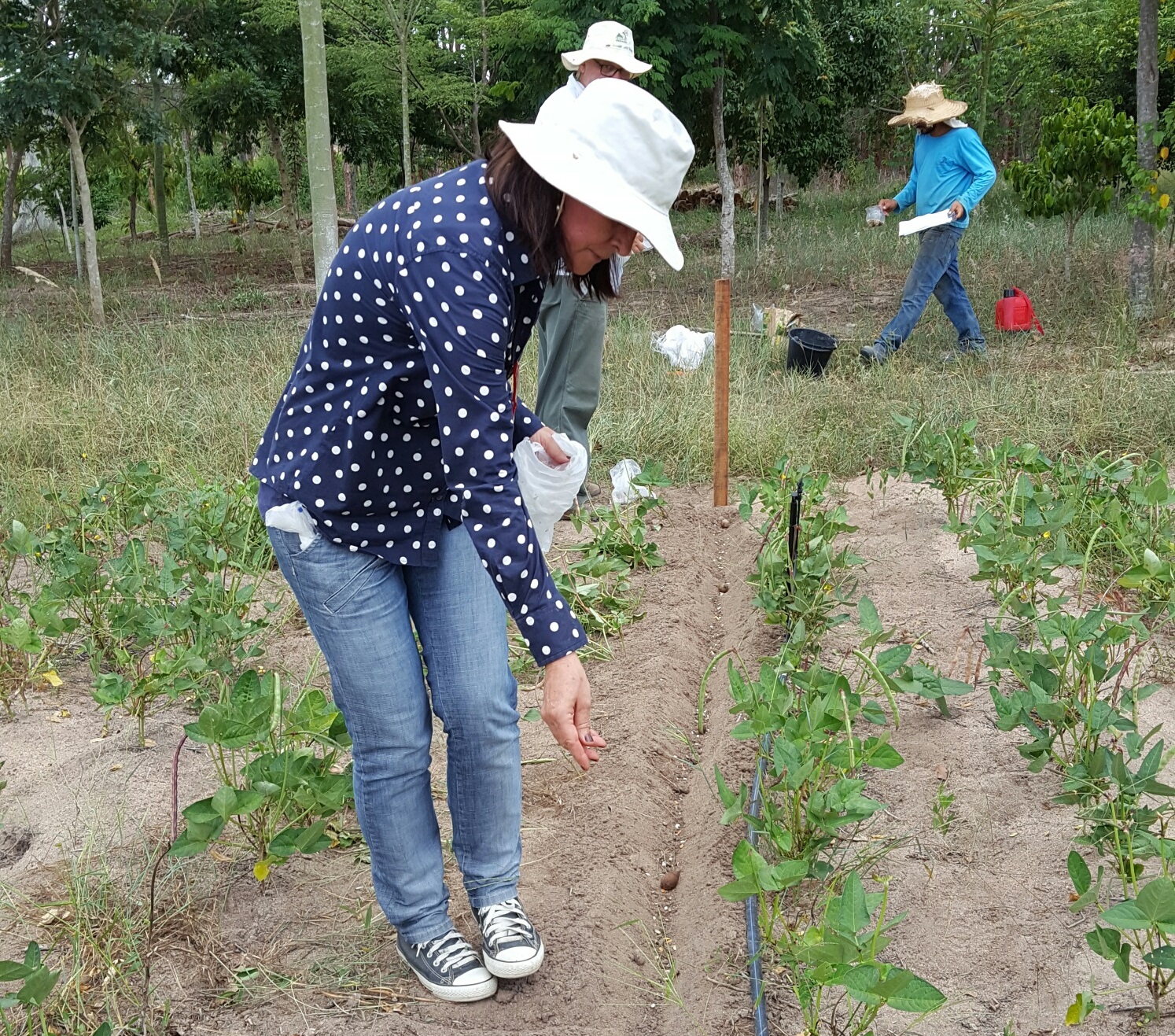 Agricultura e Floresta lado a lado